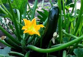One vigorous zucchini plant can easily supply a family of four. Simple Guide For Growing Zucchini In Pots Stone Family Farmstead