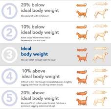 Weight Body Condition Score Obesity Overweight Pet Fat