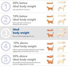 Weight Body Condition Score Obesity Overweight Pet Fat