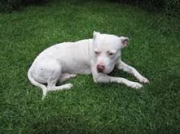 Full grown white pitbull with blue eyes. White Pitbulls Everything You Must Know Definitive Guide