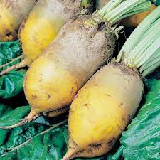 Heirloomsupplysuccess heirloom yellow mangel beet seeds heirloomsplysuccess 4.5 out of 5 stars (238) $ 1.79. Mangel Yellow Eckendorf A Leading Supplier Of Vegetable Seeds In Essex Uk Grow Your Own Vegetable Seeds Kingsseeds Com