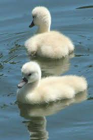 baby swans vogel als haustiere niedliche tierbabys tiere