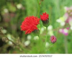 Image result for Emilia coccinea