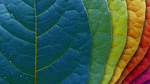 20 Best Imac 5k Retina Wallpapers Hdpixels Colorful Leaves Leaf Background Nature Wallpaper