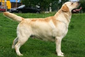 Image result for labrador retrívr