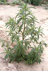 Image result for Scoparia