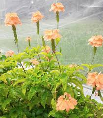 Image result for Crossandra pyrophila