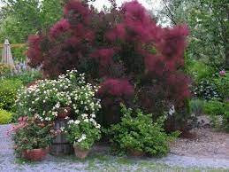 Cotinus Coggygria Royal Purple Les Serres Jacques Barbe Smoke Tree Smoke Bush Purple Smoke Bush