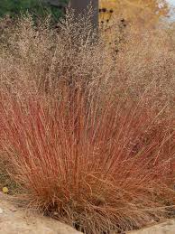 Image result for Sporobolus rigidifolius