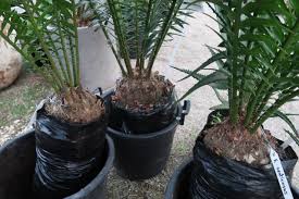 Image result for Encephalartos senticosus