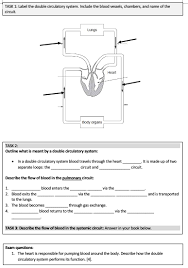 Image result for Cardiovascular Worksheets