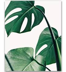 · tropical leaf free printable art {series of 9}. Tropical Leaf Print Botanical Print Palm Print Monstera Art Green Plant Prints Leaf Photography Leaf Print Green Plant Print Tropical Art Print Green Leaves Art Bohemian Art Boho Art 8x10 Amazon Ca Handmade