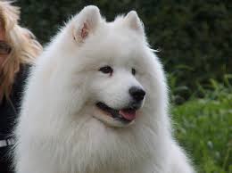 Resultado de imagen para Samoyedo