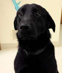 Adopt Enzo Ex Prison On Petfinder Dog Adoption I Love Dogs Animal Rescue