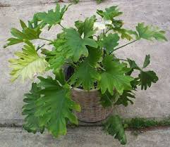 Las Aventuras Big Leaf Philodendron Big Leaf Plants Plants Big Indoor Plants