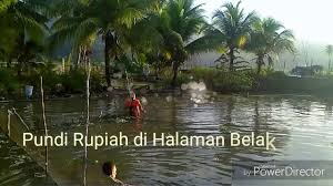 Gurami Dari Kolam Belakang Rumah Youtube