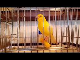 Erkek Kanarya Otusu 2 صيد طائر الكناري Egitim Ders Huylandirma Youtube 2020 Egitim Youtube
