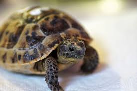 Atelier Diy Un Enclos Exterieur Pour Ma Tortue De Terre Blog Tortue De Terre Tortue Tortue Terrestre