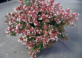 Siepi fiorite, sempreverdi, miste, naturali: Giardini Mgf Le Varieta Piu Adatte Per Realizzare Siepi Basse 80 120 Cm