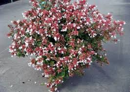Dipladenia fiore rosa pianta da fiore pianta da esterno pianta da balcone v14 venduta da egarden.store. Giardini Mgf Le Varieta Piu Adatte Per Realizzare Siepi Basse 80 120 Cm