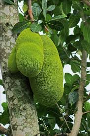 Pin By Travel 2 The Caribbean On Caribbean Tropical Flowers Plants Fruits And Trees Jackfruit Tree Jackfruit Fruit Trees