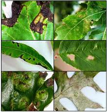 What happens with silver leaf? Anthracnose And Other Common Leaf Diseases Of Deciduous Shade Trees Oklahoma State University