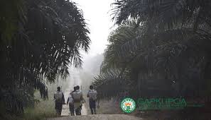 Minyak kelapa sawit diproses dari buah pokok kelapa sawit, dan terdapat tiga jenis pokok kelapa sawit yang ditanam di seluruh dunia. Mitos 2 09 Lsm Anti Sawit Global Dan Lokal Bermotif Pelestarian Lingkungan Bukan Menghambat Sawit Gabungan Pengusaha Kelapa Sawit Indonesia Gapki