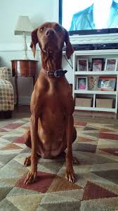 Angel taught us so much about the breed, which developed into the love and dedication to vizslas. Vizsla Puppies Nashville Home Facebook