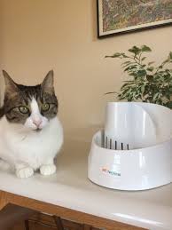 Kedi Su Selalesi En Iyi Kedi Su Pinari Suzionline