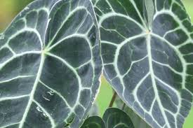 Cheap hot sale real beautiful anthurium andraeanum linden flower seedling anthurium plant. Anthurium Clarinervium The Frozen Gardener