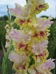 Gladiolus Autumn Carnival Gladiolus Flower Garden Flower Quotes
