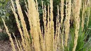 Get to know your apple watch by trying out the taps swipes, and presses you'll be using most. When Is The Best Time To Cut Back Karl Foerster Feather Reed Grass Youtube