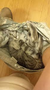 Maybe you would like to learn more about one of these? 20 Funny Cats That Love To Hang Out In Your Underwear Bored Panda