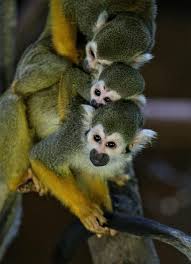 Habitat of the squirrel monkey. In Pictures Baby Squirrel Monkeys Unveiled At Edinburgh Zoo Heraldscotland