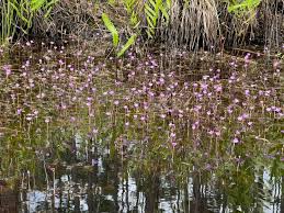 Image result for Volusia resupinata