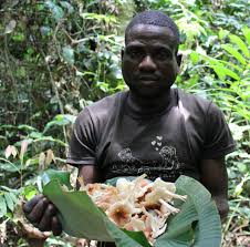 Image result for Petersianthus macrocarpus