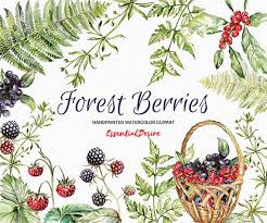 Watercolor Forest Clipart Berries Clipart Basket Clipart Diy Fern Clipart Forest Leaves Png Hand Painted Wedding Invitations Clipart Tea Time Illustration Clip Art Watercolor Teacup