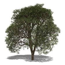 Image result for Khaya