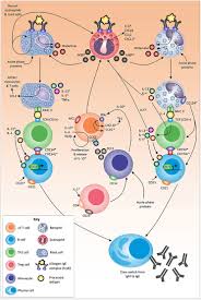 Places anápolis, brazil shopping & retailsporting goo. Frontiers Bovine Immune Factors Underlying Tick Resistance Integration And Future Directions Cellular And Infection Microbiology