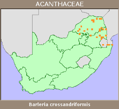 Image result for Barleria crossandriformis