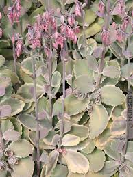 Image result for Kalanchoe fedtschenkoi