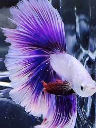 Betta males and females should only be housed together when ready to breed. Live Betta Fish Male Import Hm Pink Dragon Lavender Hm Halfmoon 240 Betta Fish Aquarium Fish Betta