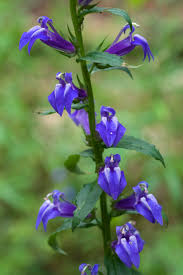 Image result for lobelia