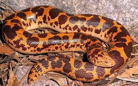 Black And Orange Striped Snake Florida Kenyan Sandboa Easy To Work With And Makes A Great Pet Amphibians Beautiful Snakes Reptiles And Amphibians