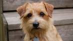 Norfolk Terrier Puppies for Sale - Adoptapet