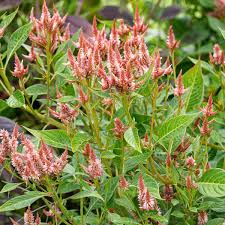 Image result for Celosia pandurata