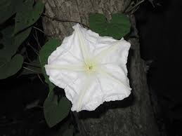 Image result for Ipomoea leucanthemum