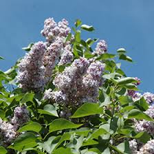 Image result for Buchnera usuiensis