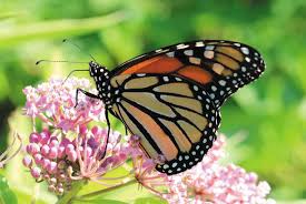 Maybe you would like to learn more about one of these? Complex Causes Of Insect Declines Nature Ecology Evolution