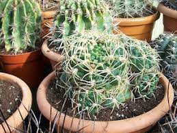 Éliminez de temps en temps la poussière qui s'accumule dans les tiges charnues avec un pinceau à. Cactus Conseils D Entretien